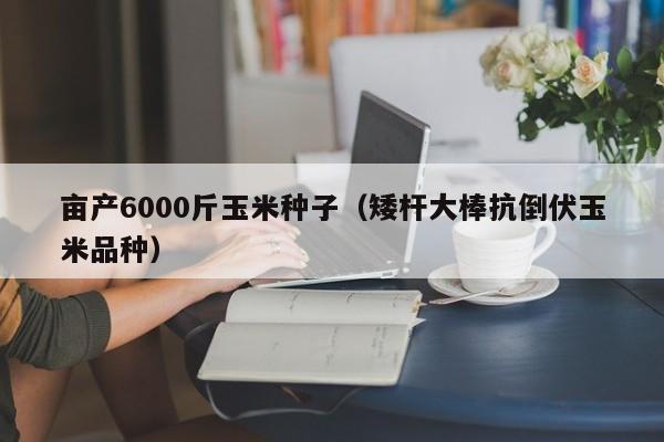 亩产6000斤玉米种子（矮杆大棒抗倒伏玉米品种）